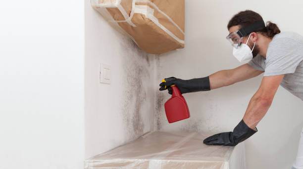 Professional Mold Cleanup technician working in Bailey, NC