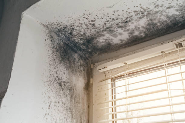 Affordable Mold Cleanup solutions in Bailey, NC